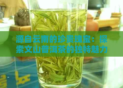 源自云南的珍贵瑰宝：探索文山普洱茶的独特魅力与饮用之道