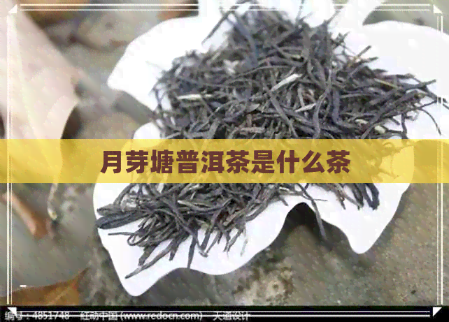 月芽塘普洱茶是什么茶