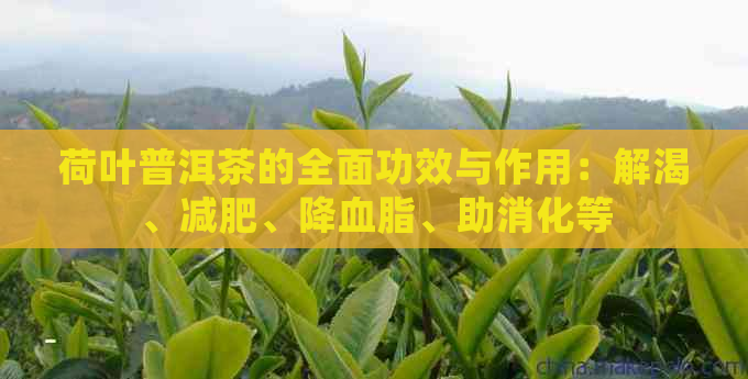 荷叶普洱茶的全面功效与作用：解渴、减肥、降血脂、助消化等