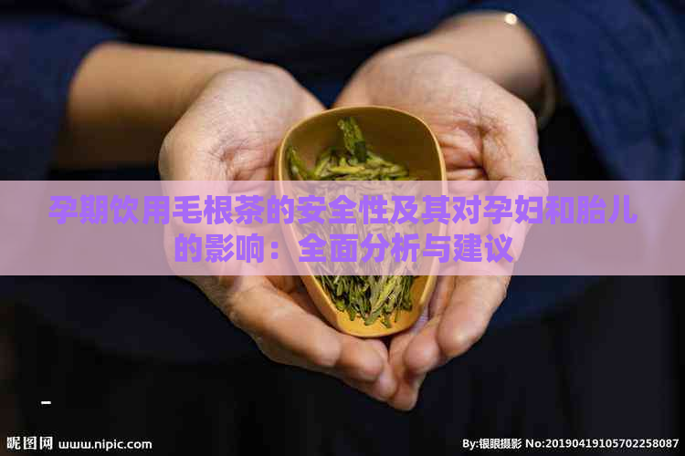 孕期饮用毛根茶的安全性及其对孕妇和胎儿的影响：全面分析与建议