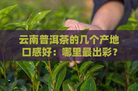 云南普洱茶的几个产地口感好：哪里最出彩？