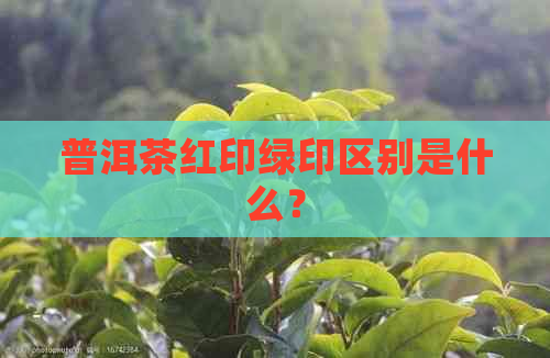 普洱茶红印绿印区别是什么？