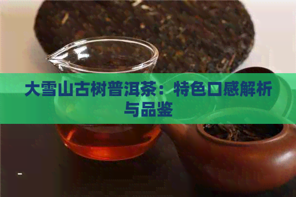 大雪山古树普洱茶：特色口感解析与品鉴