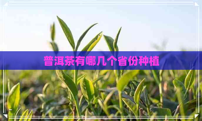 普洱茶有哪几个省份种植