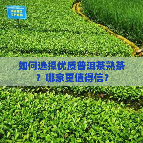 如何选择优质普洱茶熟茶？哪家更值得信？