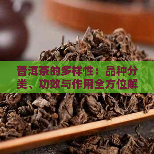 普洱茶的多样性：品种分类、功效与作用全方位解析