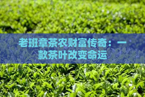 老班章茶农财富传奇：一款茶叶改变命运