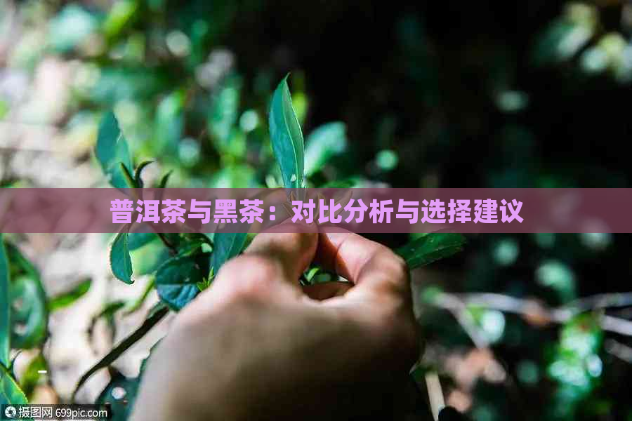 普洱茶与黑茶：对比分析与选择建议