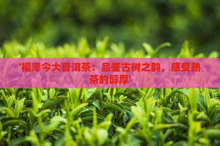 '福泽今大普洱茶：品鉴古树之韵，感受熟茶的醇厚'