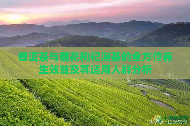 普洱茶与菊花枸杞泡茶的全方位养生效益及其适用人群分析