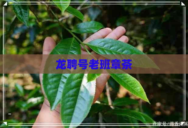 龙聘号老班章茶