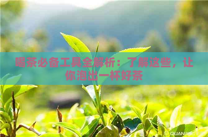 喝茶必备工具全解析：了解这些，让你泡出一杯好茶