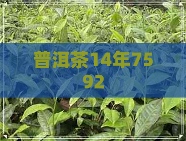 普洱茶14年7592