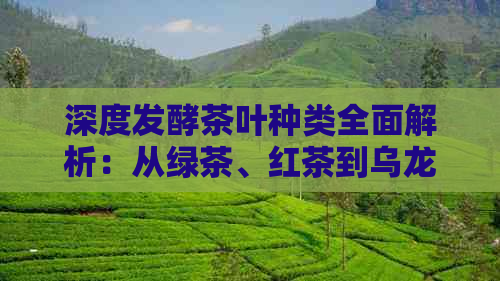 深度发酵茶叶种类全面解析：从绿茶、红茶到乌龙茶，一网打尽！