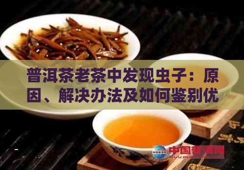 普洱茶老茶中发现虫子：原因、解决办法及如何鉴别优质普洱茶