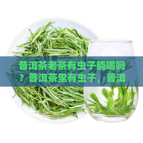 普洱茶老茶有虫子能喝吗？普洱茶里有虫子，普洱茶长虫子了还能喝吗？