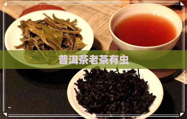 普洱茶老茶有虫