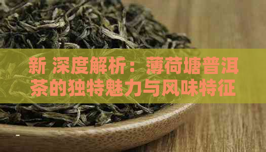 新 深度解析：薄荷塘普洱茶的独特魅力与风味特征