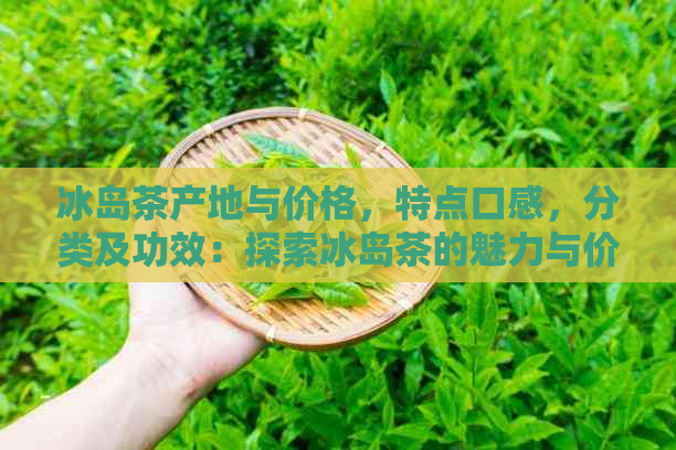 冰岛茶产地与价格，特点口感，分类及功效：探索冰岛茶的魅力与价值