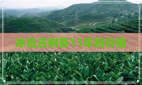 冰岛古树茶11年的价格