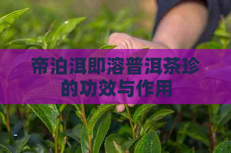 帝泊洱即溶普洱茶珍的功效与作用