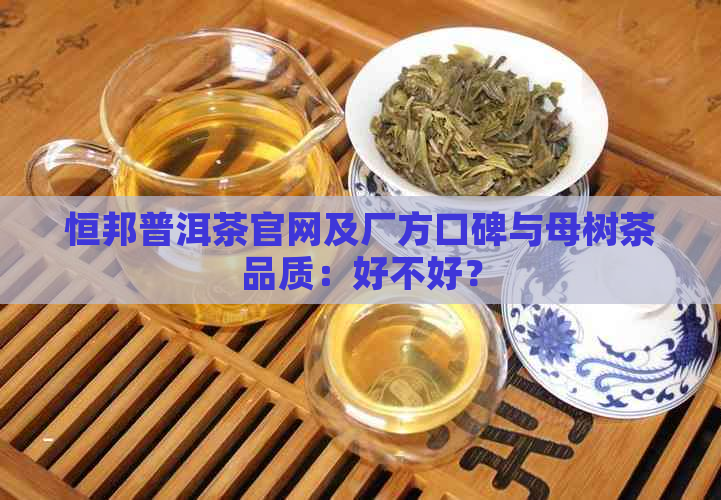 恒邦普洱茶官网及厂方口碑与母树茶品质：好不好？