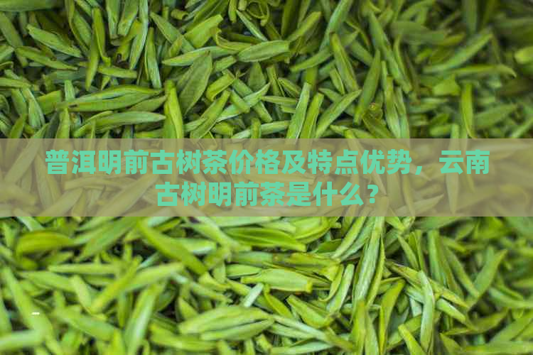 普洱明前古树茶价格及特点优势，云南古树明前茶是什么？