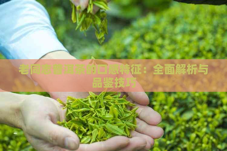 老同志普洱茶的口感特征：全面解析与品鉴技巧