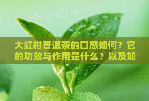 大红柑普洱茶的口感如何？它的功效与作用是什么？以及如何泡喝？