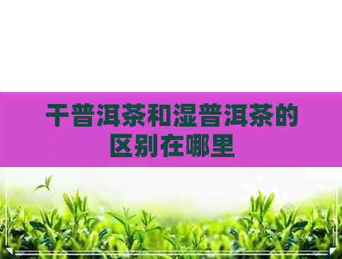 干普洱茶和湿普洱茶的区别在哪里