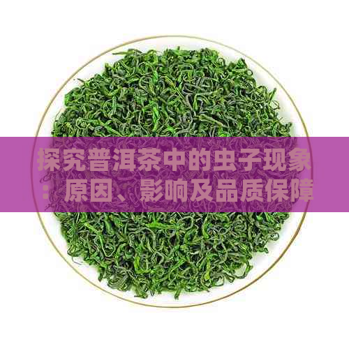 探究普洱茶中的虫子现象：原因、影响及品质保障