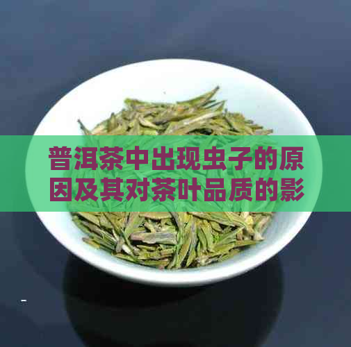 普洱茶中出现虫子的原因及其对茶叶品质的影响：为什么喝起来会有虫子味？