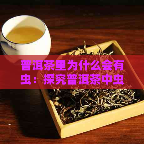 普洱茶里为什么会有虫：探究普洱茶中虫子的成因及影响