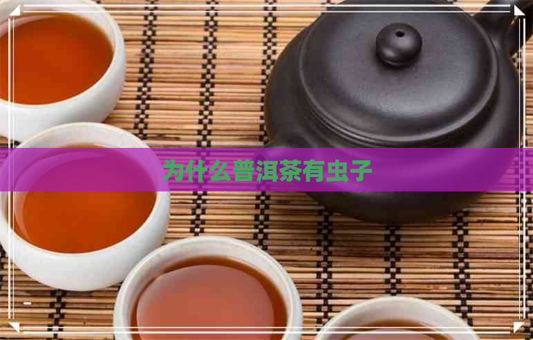 为什么普洱茶有虫子