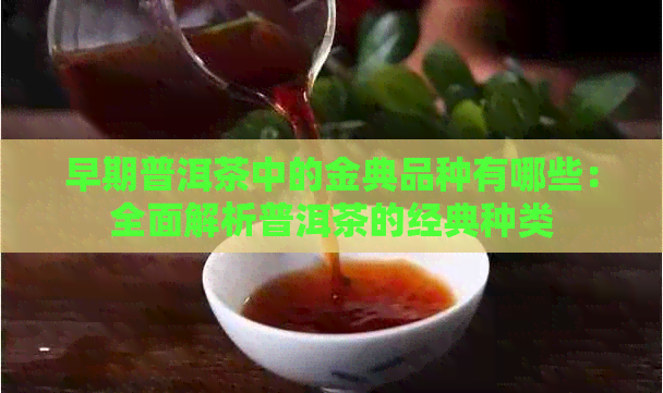 早期普洱茶中的金典品种有哪些：全面解析普洱茶的经典种类