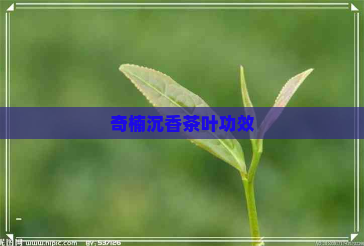 奇楠沉香茶叶功效