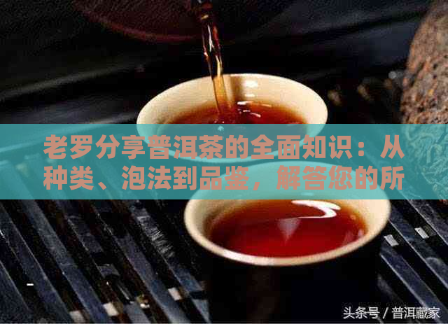 老罗分享普洱茶的全面知识：从种类、泡法到品鉴，解答您的所有疑问