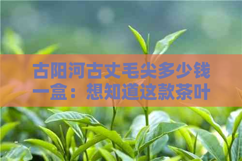 古阳河古丈毛尖多少钱一盒：想知道这款茶叶的价格吗？快来了解一下！