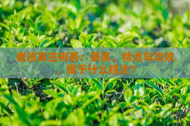 老班章古树茶：茶系、特点与功效，属于什么档次？