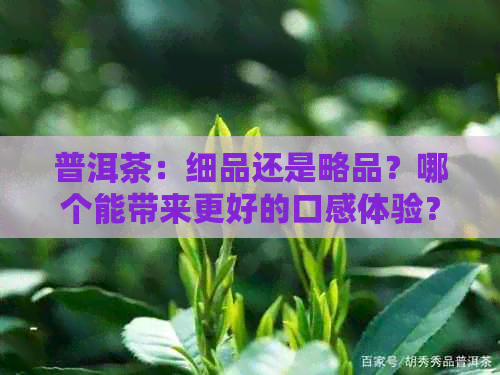 普洱茶：细品还是略品？哪个能带来更好的口感体验？