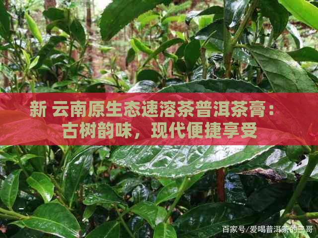 新 云南原生态速溶茶普洱茶膏： 古树韵味，现代便捷享受