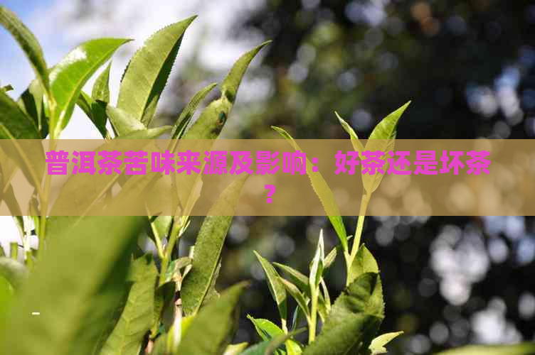 普洱茶苦味来源及影响：好茶还是坏茶？