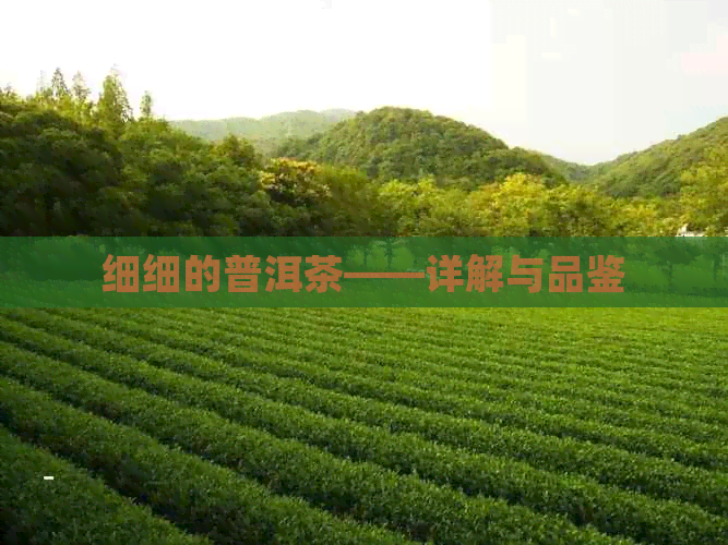 细细的普洱茶——详解与品鉴