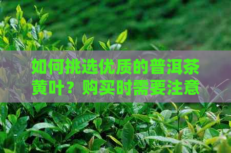 如何挑选优质的普洱茶黄叶？购买时需要注意哪些因素？