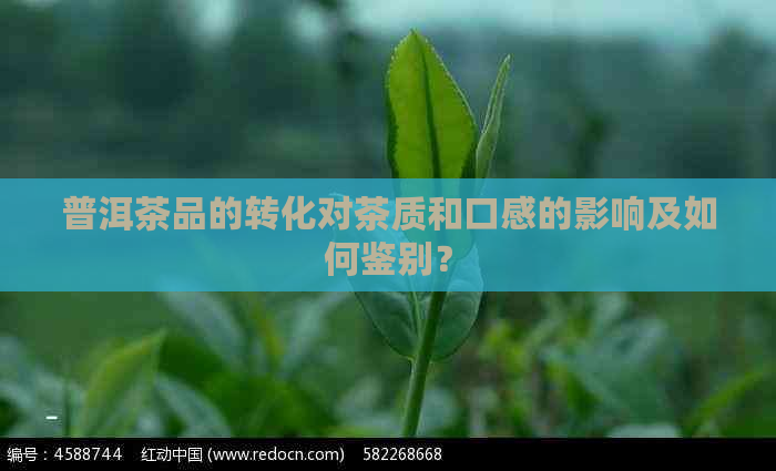 普洱茶品的转化对茶质和口感的影响及如何鉴别？