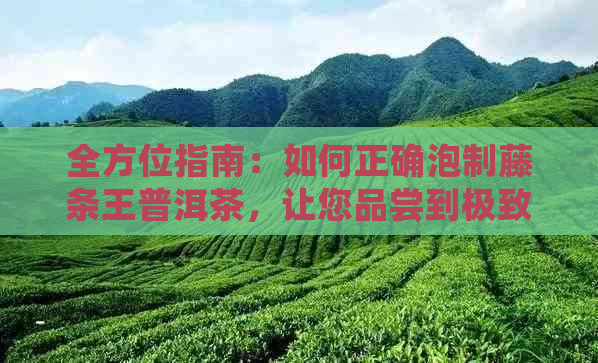 全方位指南：如何正确泡制藤条王普洱茶，让您品尝到极致的口感与香气