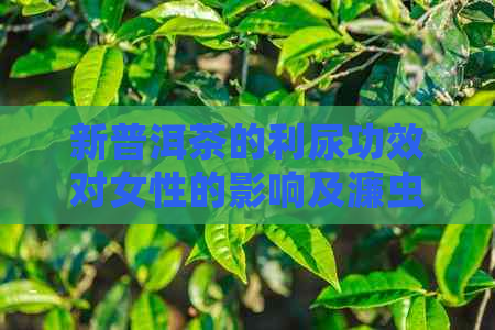 新普洱茶的利尿功效对女性的影响及濂虫作用解析