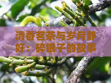 清香茗茶与岁月静好：碎银子的故事与品味