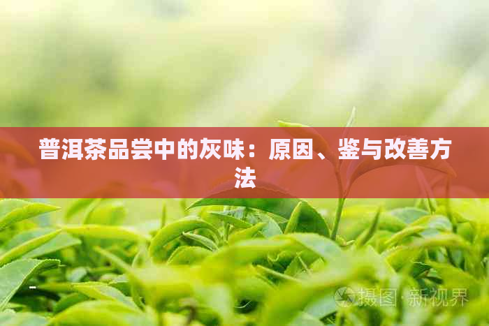 普洱茶品尝中的灰味：原因、鉴与改善方法