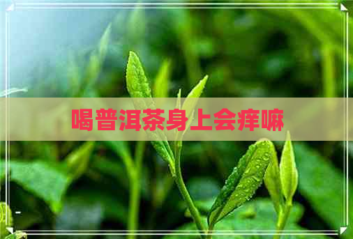 喝普洱茶身上会痒嘛